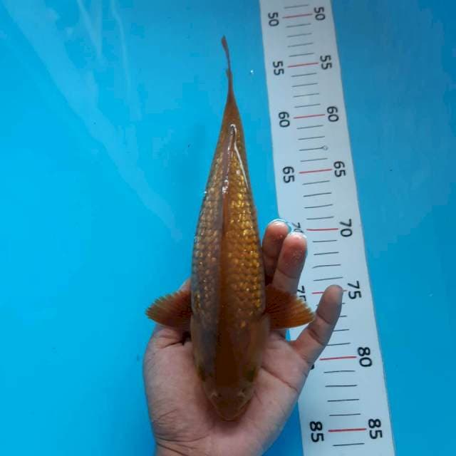Chagoi ginrin*27cm