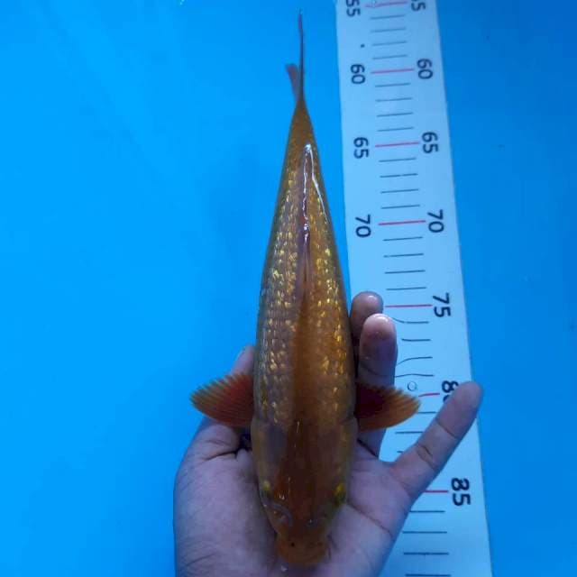 Kinginrin*26cm