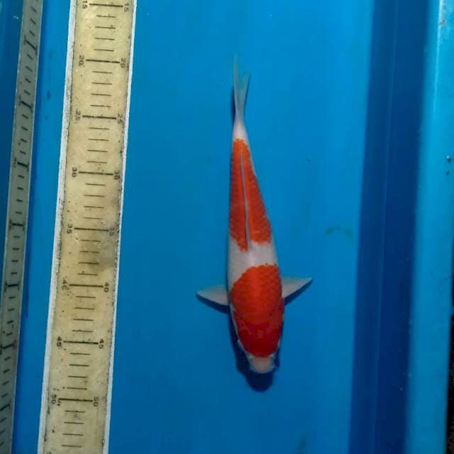 Kohaku LQ