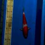 Kohaku LQ