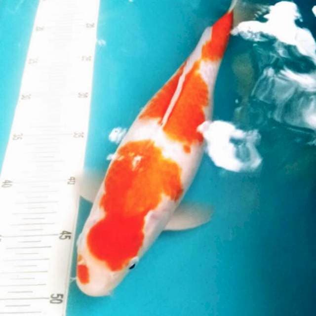 Kohaku Female 34cm