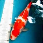 Kohaku Female 34cm