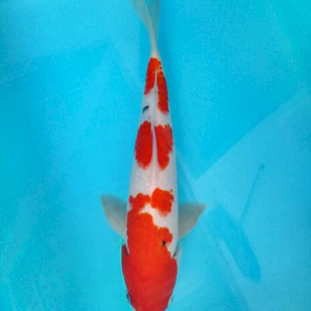 Sanke 27 cm 