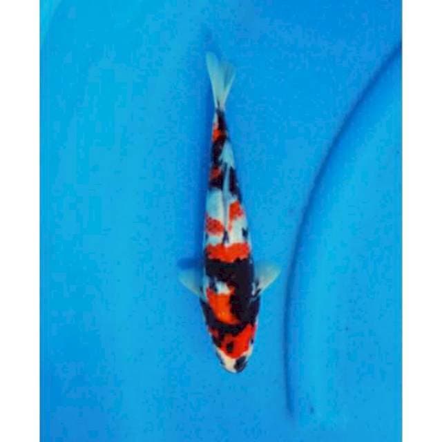 Show quality, siap bantu keep & handling 25bu male ori