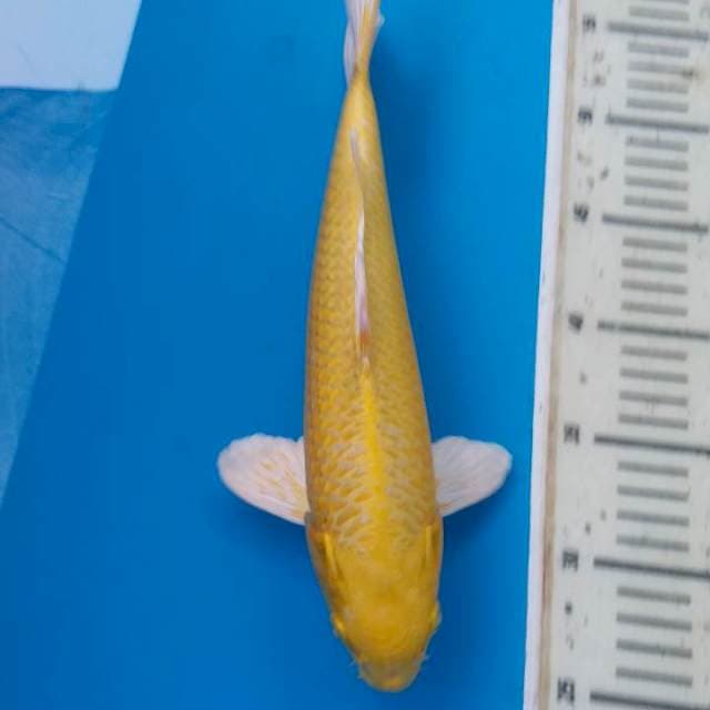 F1 yamabuki ogon OKAWA