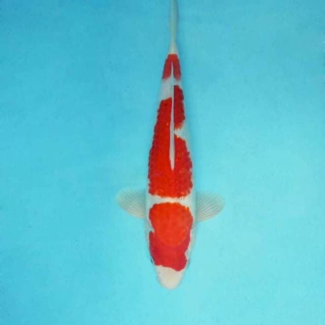 ASIA 9 ~ kOHAKU 3 STEPS ,™