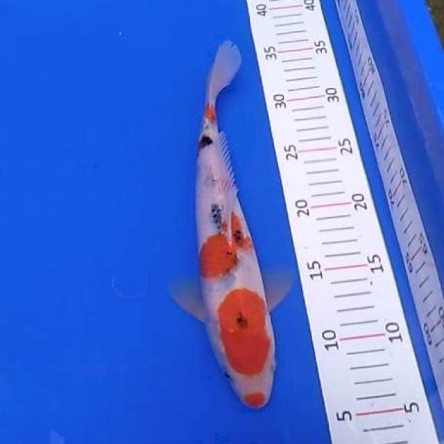SANKE UCIBENI
