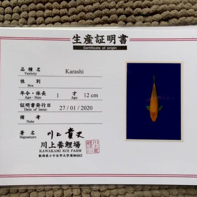 Karashi kawakami