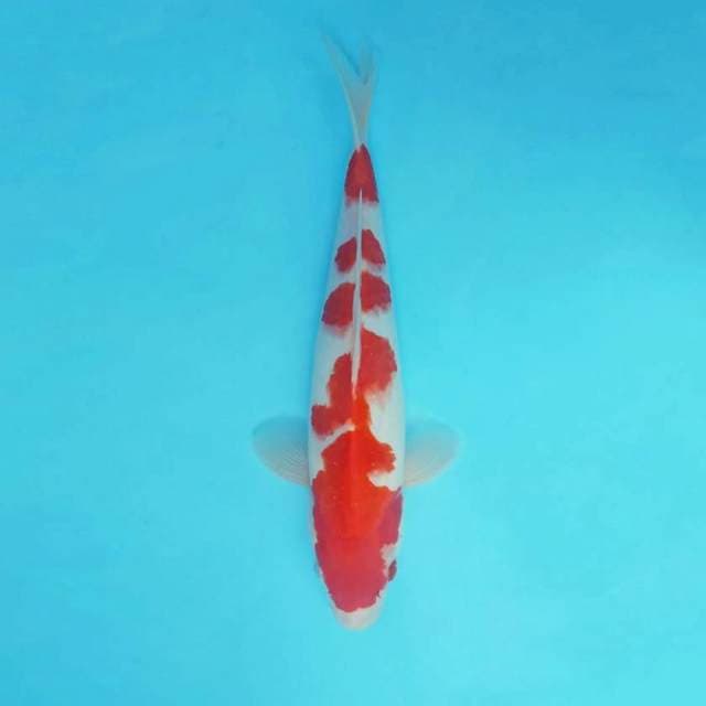 ASIA 12 ~ KOHAKU ™