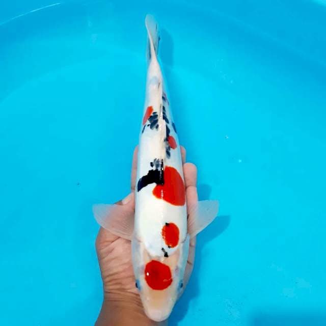 Sanke doit 34 cm male