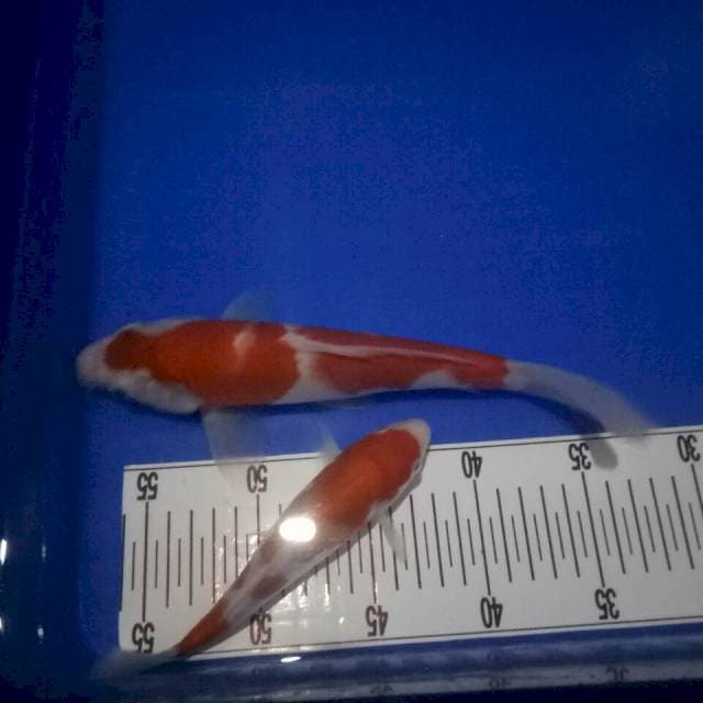 Mix kohaku jos size 18-27cm