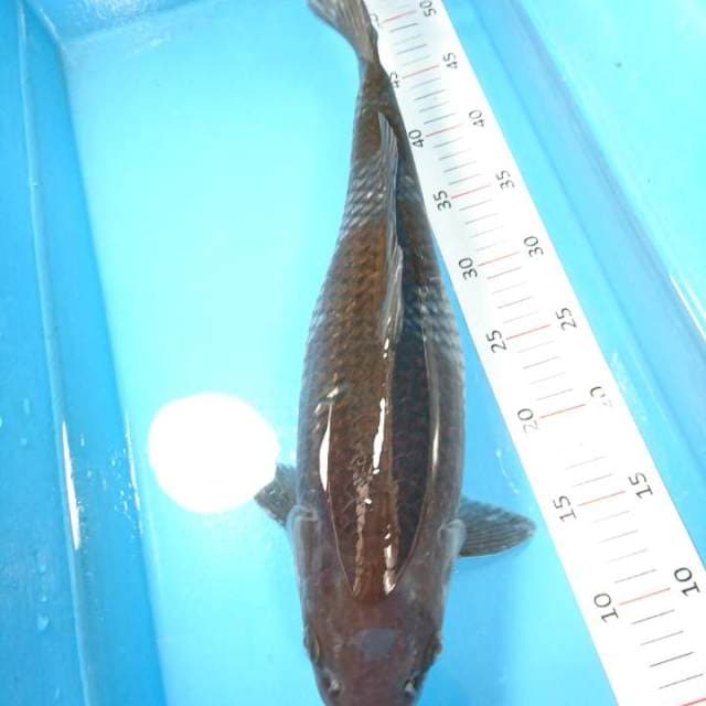 ochiba 42 cm