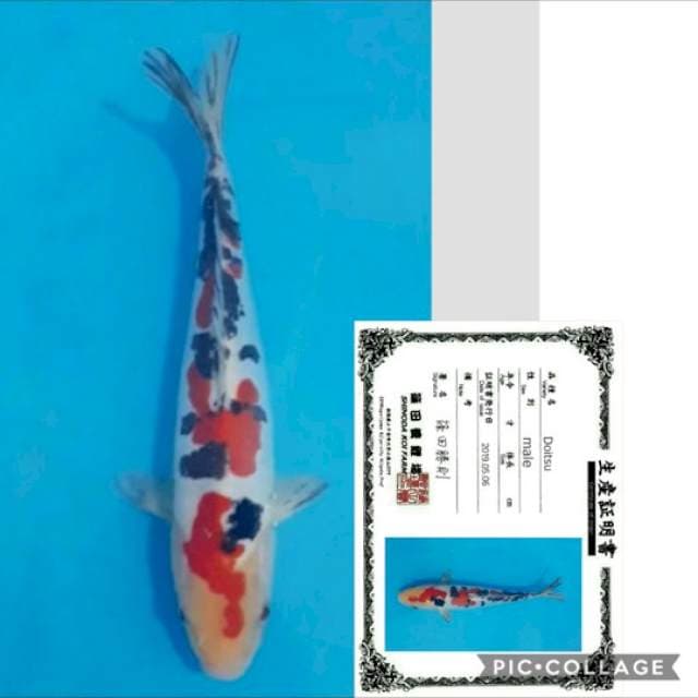 doitsu import shinoda 30cm