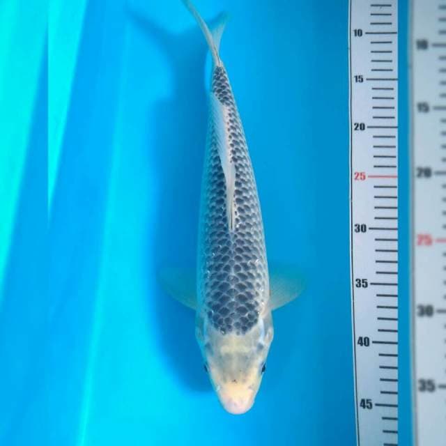 Asagi net rapi 37 cm
