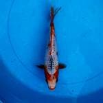 Asagi Snow F1 25BU