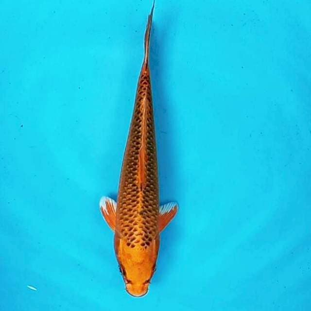 2. Antik || 26 cm