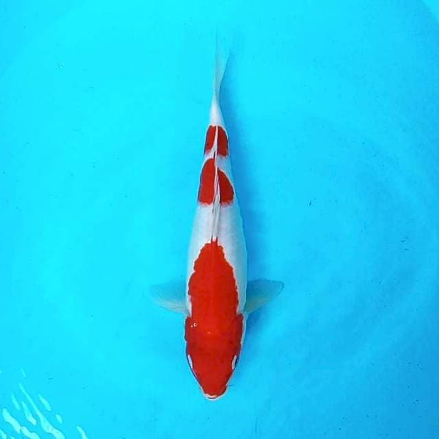 3. Kohaku || 33 cm