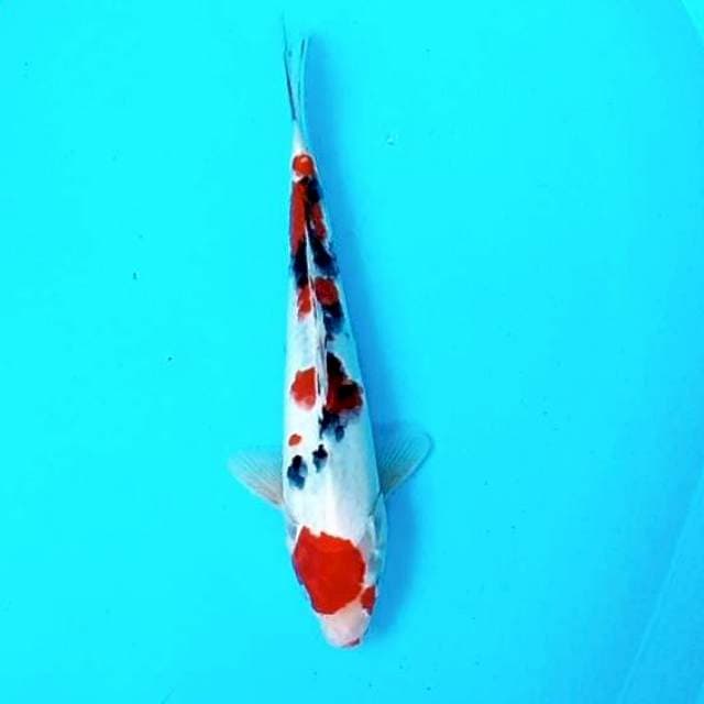 4. Sanke Doitsu || 28 cm