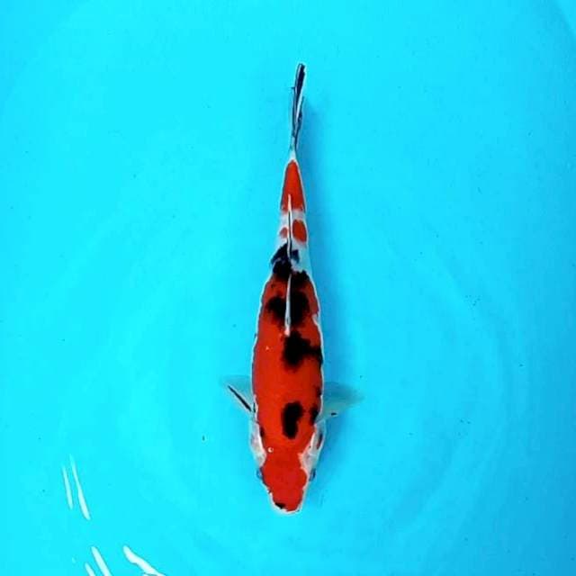 6. Sanke || 31 cm