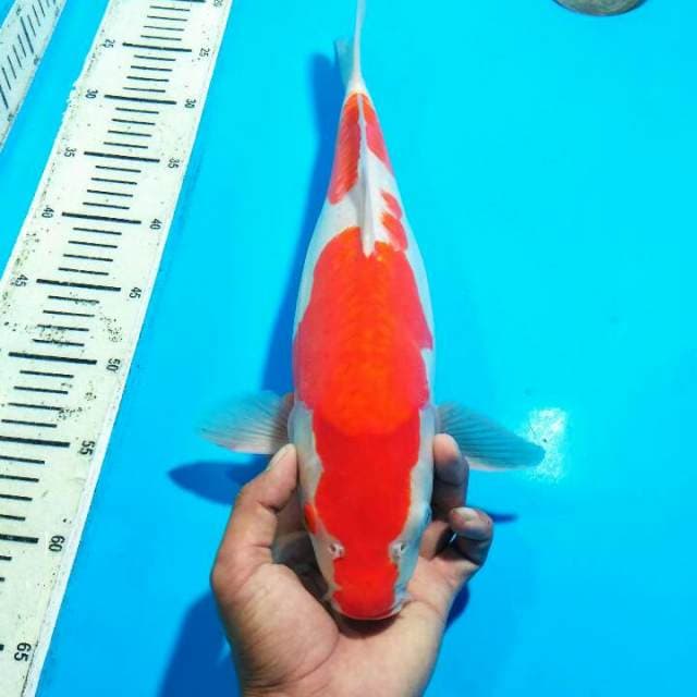 KOHAKU DOITSU CALON INDUK