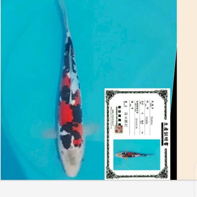 doitsu showa import 35bu