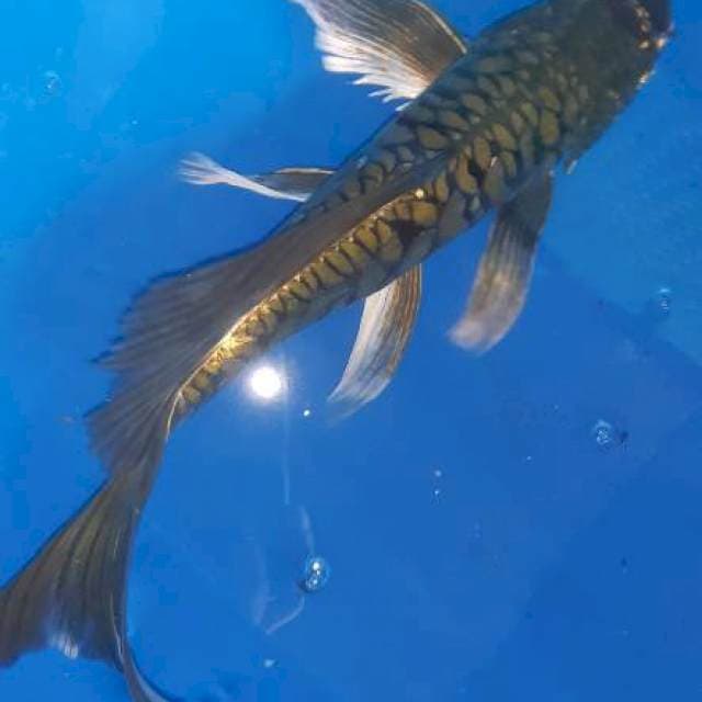 Kumpay Chagoi sisik Naga 37cm