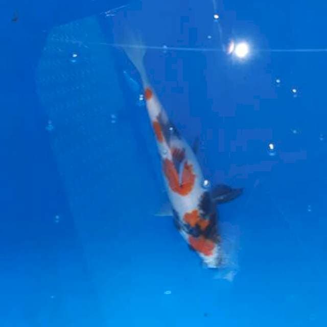 Showa 26cm
