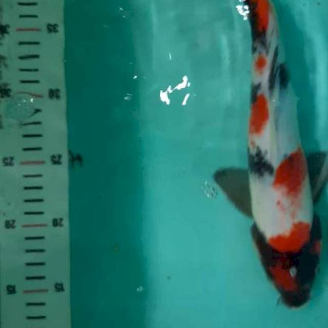 Kindai Showa 34cm
