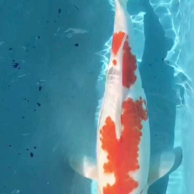 Maruten kohaku tamaura