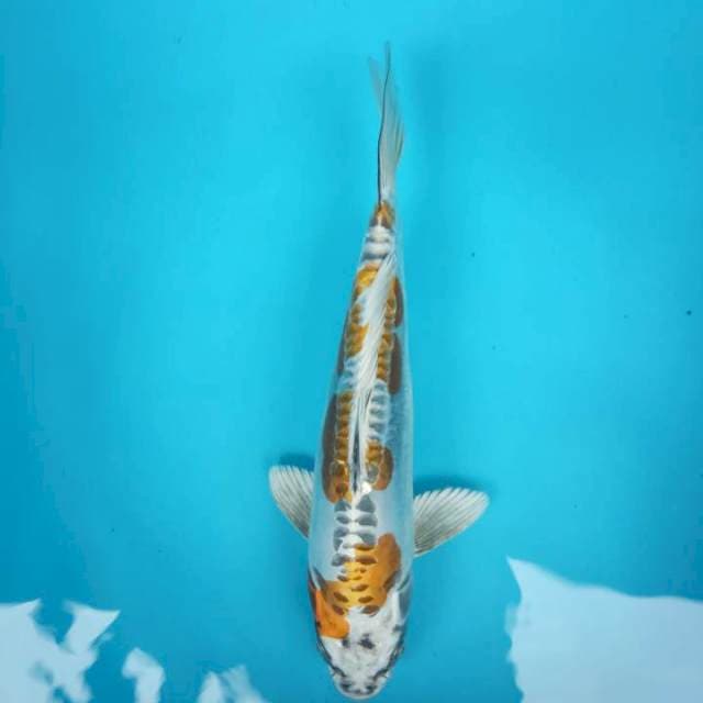 Setep 3 kawari