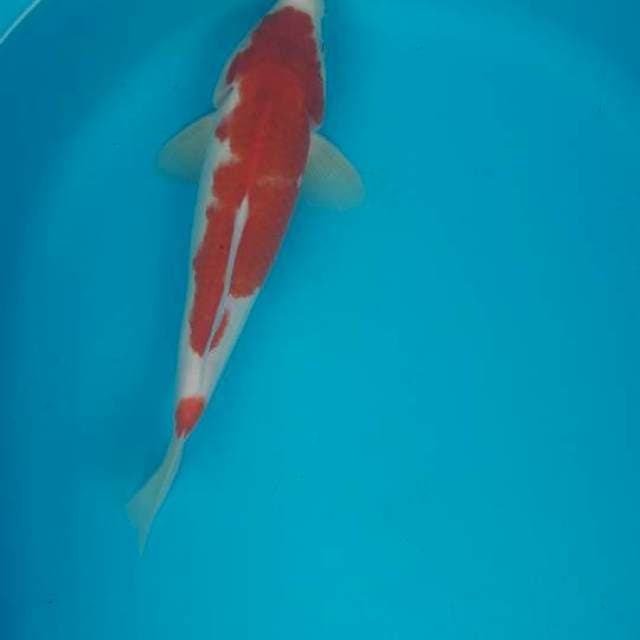 Kohaku 25