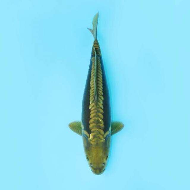 MIDORI RING NAGA 36 CM FEMALE