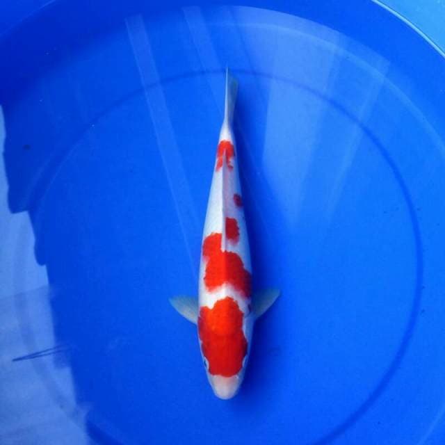 Kohaku maknyus