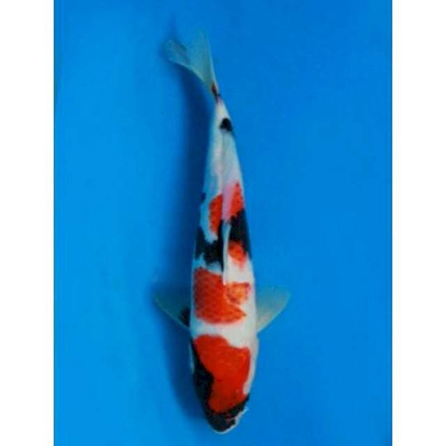 Kindai showa 30cm