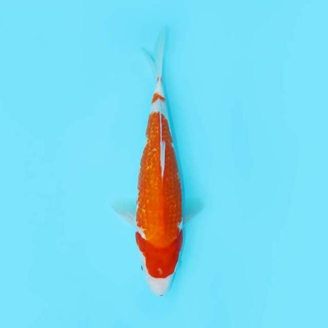 KOHAKU GINRIN 27 CM FEMALE
