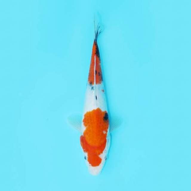 TATEGOI SHOWA 26 CM FEMALE