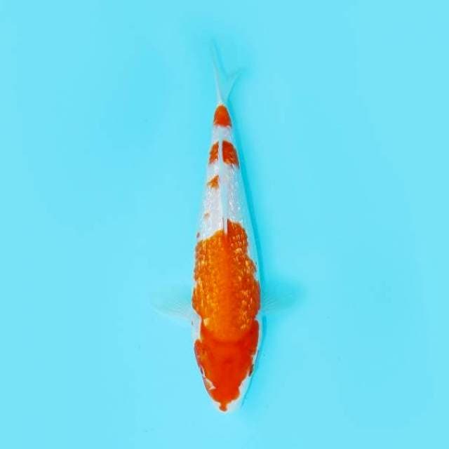 GINRIN KOHAKU 24 CM FEMALE