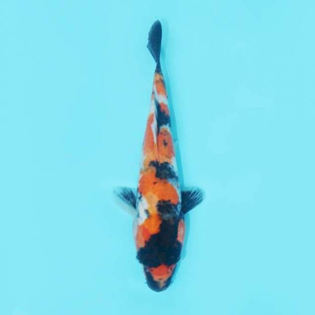 SHOWA SANSOKU 27 CM FEMALE