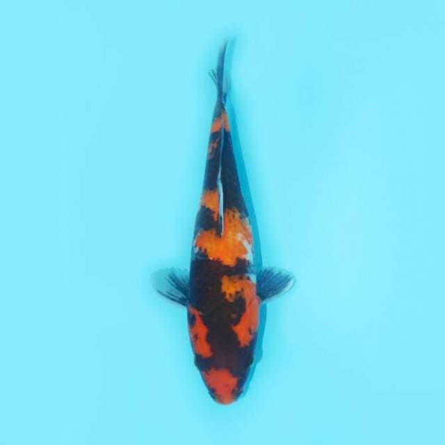 SHOWA SANSOKU 27 CM FEMALE