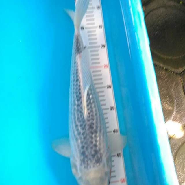 Asagi 45 cm