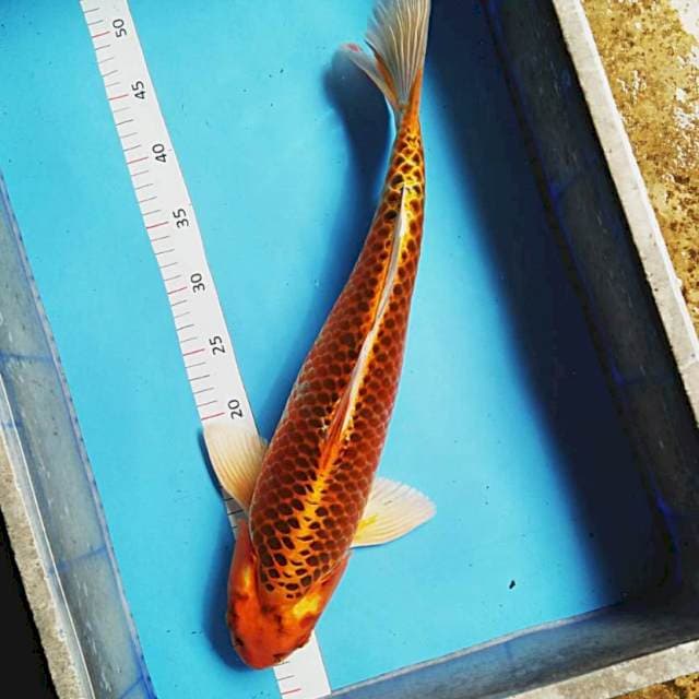 Monster penjinak 48 cm