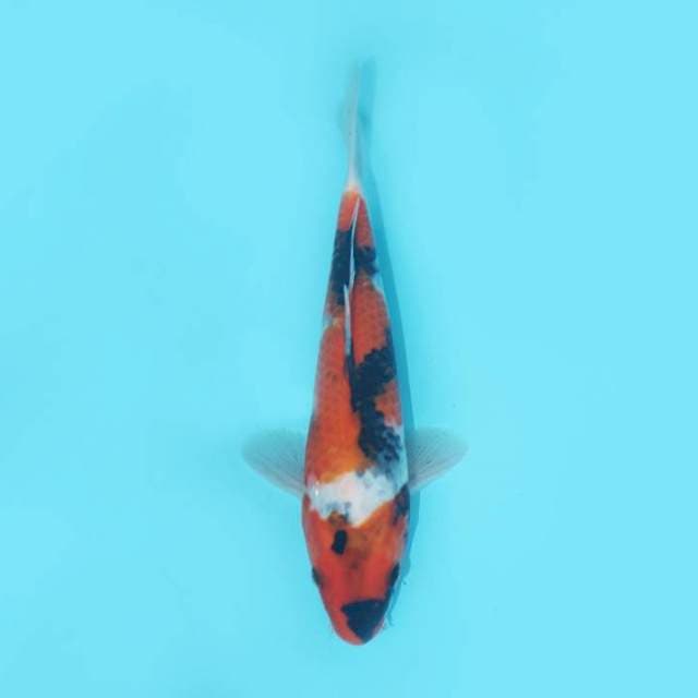 SHOWA SANSOKU 27 CM MALE