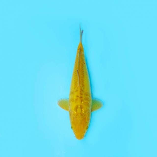 KAWARIMONO SISIK NAGA 33 CM MALE