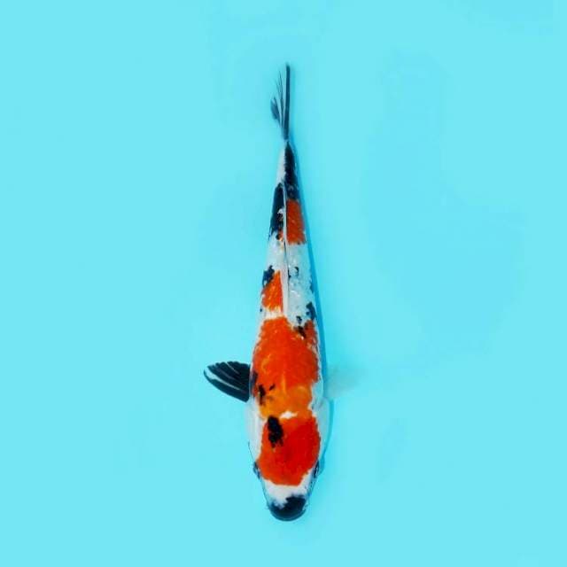 MARUTEN GINRIN SHOWA 34 CM FEMALE
