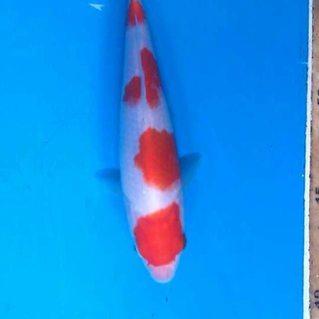 Kohaku 18cm bahan keeping joss
