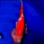 Kohaku Doitsu 42cm