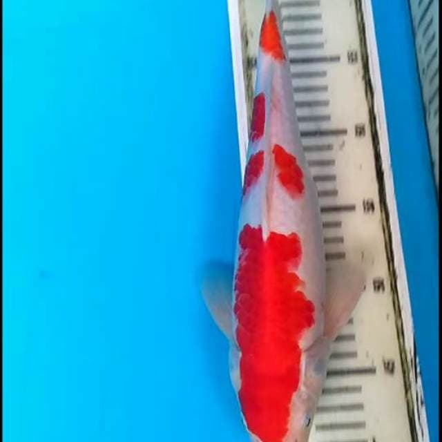 Kohaku sederhana 32cm