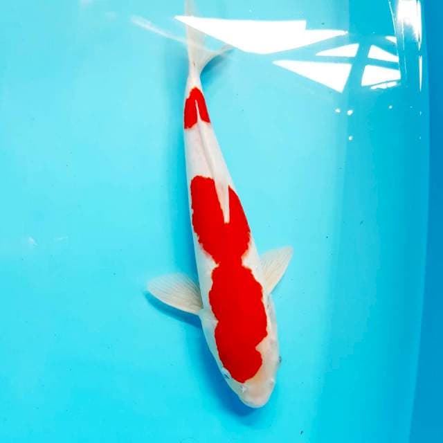Kohaku male 35 cm strong