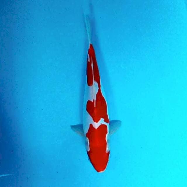 Doitsu Kohaku Strong # 30cm