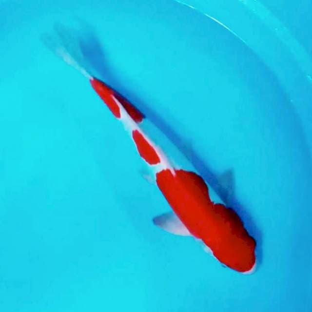 HQ Doitsu Kohaku. Male # 38cm